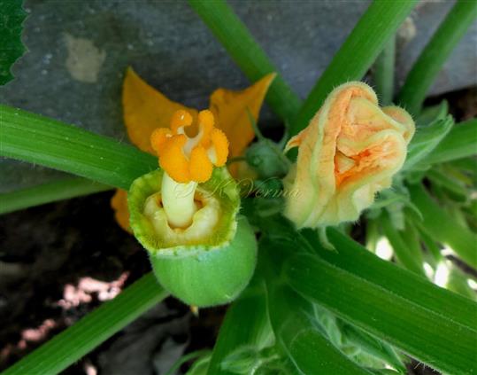  Female Flower (Apical part)